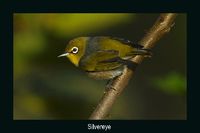 Silvereye