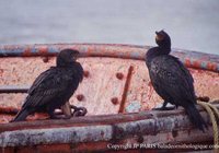 Crowned Cormorant - Phalacrocorax coronatus