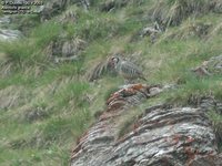 Rock Partridge - Alectoris graeca