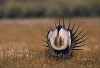 Sage Grouse (Centrocercus urophasianus) photo