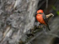 Vermilion Flycatcher (Pyrocephalus rubinus) photo