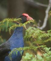 Pukeko (Porphyrio porphyrio) photo