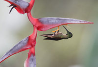 Fawn-breasted Brilliant (Heliodoxa rubinoides) photo