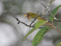 Guira Tanager (Hemithraupis guira) photo