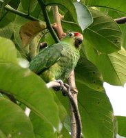 Red-lored Parrot - Amazona autumnalis