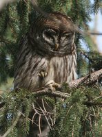 Barred Owl - Strix varia