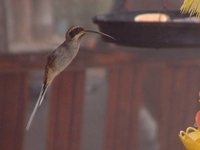 Scale-throated Hermit - Phaethornis eurynome