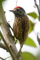 Spotted Piculet - Picumnus pygmaeus