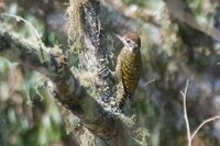 White-spotted Woodpecker - Veniliornis spilogaster