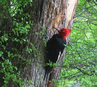 Magellanic Woodpecker - Campephilus magellanicus