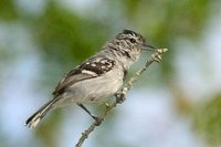 Pectoral Antwren - Herpsilochmus pectoralis