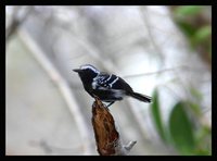 White-fringed Antwren - Formicivora grisea