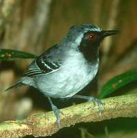 Black-faced Antbird - Myrmoborus myotherinus