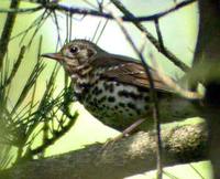 Chinese Thrush - Turdus mupinensis