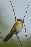 Broad-tailed Grassbird - Schoenicola platyura