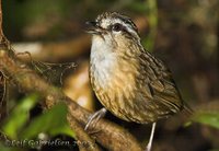 Mountain Wren-Babbler - Napothera crassa