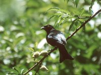 Spangled Drongo - Dicrurus bracteatus