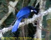 Silvery-throated Jay - Cyanolyca argentigula