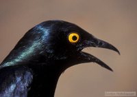 Black-bellied Glossy-Starling - Lamprotornis corruscus