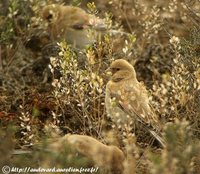 Desert Finch - Rhodospiza obsoleta