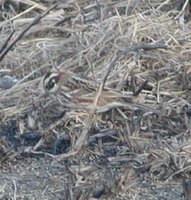 Rustic Bunting - Emberiza rustica