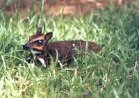 Greater Mouse-Deer / Balabac Chevrotain