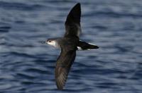 Little Shearwater (Puffinus assimilis)