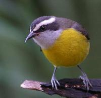 * Bananaquit