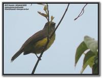 Dusky-chested flycatcher