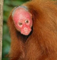 Chavo is a Red Uakari living in the Peruvian Amazon.
