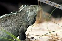 Turks and Caicos Iguana (Cyclura carinata carinata) photo