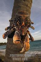 ...nut Crab , Birgus Latro , is the largest terrestrial crab in the world stock photo