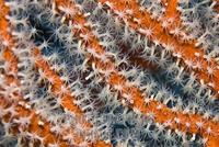 Polyps of a Gorgonia stock photo