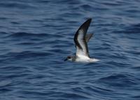 Black-winged petrel off the Kona coast of the island of Hawaii (c) A.B. Douglas.