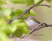 Eastern crowned warbler C20D 02592.jpg