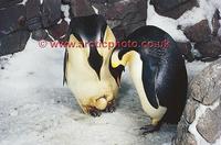 ...FT0142-00: Pair of Emperor Penguins about to exchange their egg. Captive birds. SeaWorld, San Di