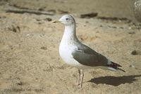 재갈매기 Vega Gull Larus vegae