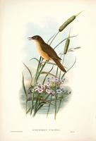 Richter after Gould Great Reed Warbler (Thrush Warbler) (Acrocephalus turdoides)