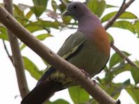 Pink-necked Green Pigeon