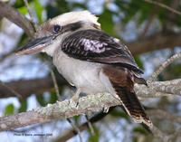 Kookaburra, Dacelo novaeguineae, Tewantin, Queensland, April 2005.  Photo © Barrie Jamieson 2005