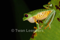 : Agalychnis callidryas; Red-eyed Tree Frog