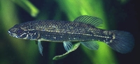 Eastern Mudminnow Umbra pygmaea