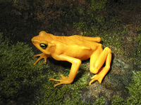 : Atelopus zeteki