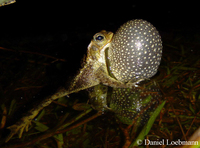 : Bufo dorbignyi