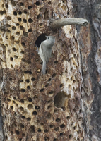 : Baeolophus inornatus; Oak Titmouse