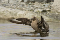 : Catharacta maccormicki; South Polar Skua