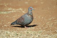 : Columba guinea; Speckled Pigeon