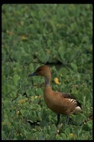 : Dendrocygna bicolor; Fulvous Whistling Duck