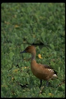 : Dendrocygna bicolor; Fulvous Whistling Duck