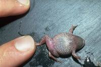 : Uperoleia altissima; Montane Toadlet